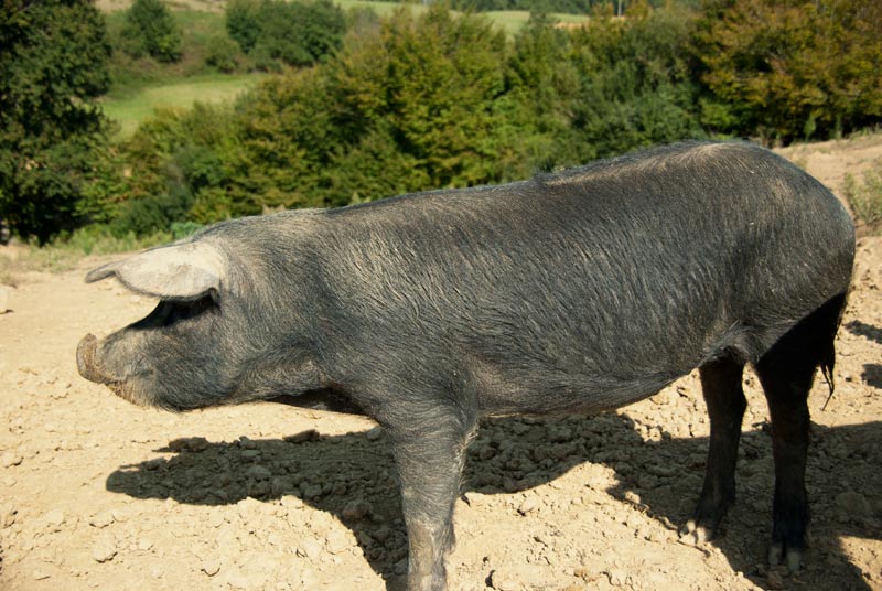 Le Porc Noir Gascon