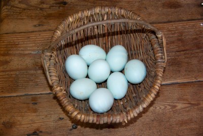 fresh-eggs.jpg